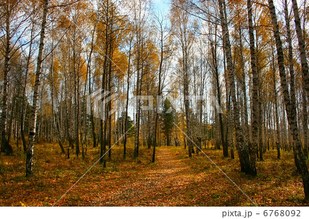 autumn birch forest 6768092