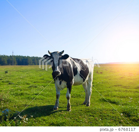 cow on meadow cow on meadow 6768117