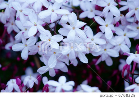 羽衣素馨ハゴロモジャスミン　い～い香です。 6768228