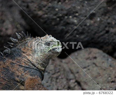 marine iguana on the rocks marine iguana on the rocks 6768322