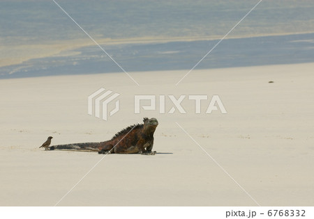 marine iguana in the beach marine iguana in the beach 6768332