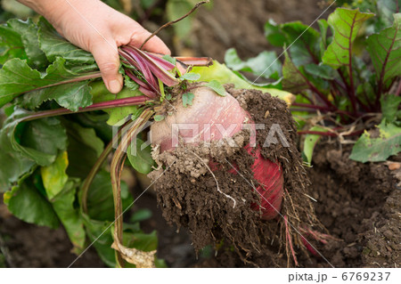 Hand dragging young beetroot Hand dragging young beetroot 6769237