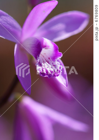 紫蘭 「あなたを忘れない」 紫蘭 「あなたを忘れない」 6769809