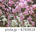 京都　城南宮梅林 6769818