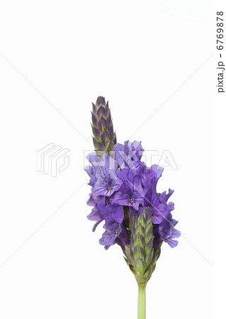 青紫の花びらが美しいレースラベンダー 青紫の花びらが美しいレースラベンダー 6769878