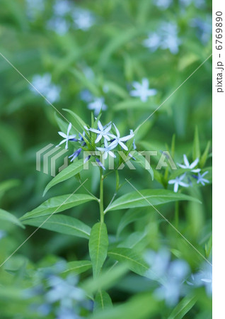 丁字草　ちょうじそう　野生絶滅危惧種 6769890