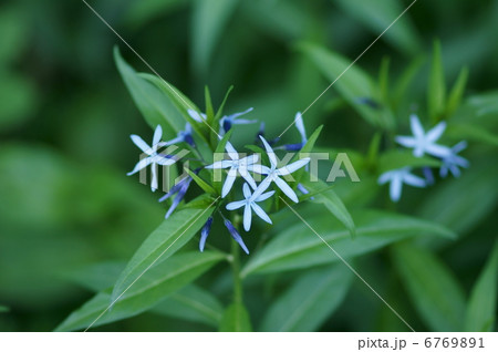 丁字草　ちょうじそう　野生絶滅危惧種 6769891