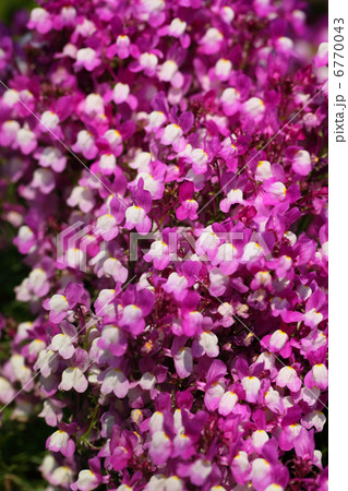 姫キンギョソウ 6770043