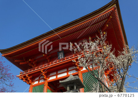 清水寺の仁王門と梅の花 6770125