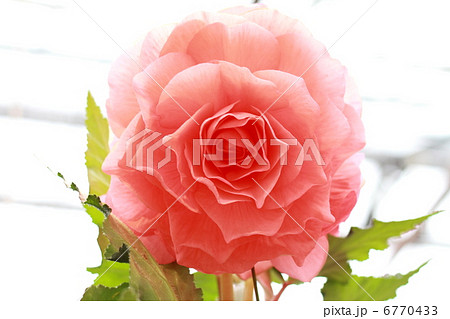 ベゴニア 6770433