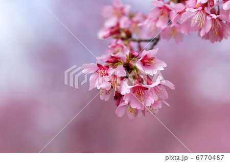 オカメザクラ 6770487