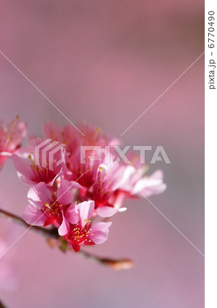 オカメザクラ 6770490