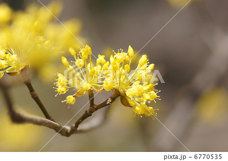 サンシュウの花 6770535