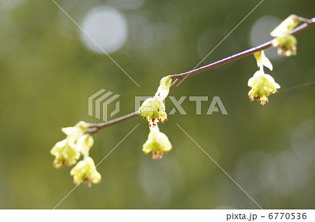 サンシュウの花 6770536