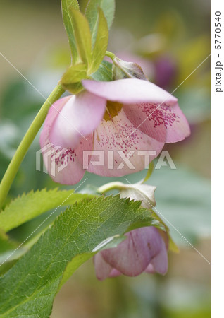 クリスマスローズ 6770540