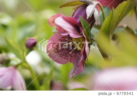 クリスマスローズ クリスマスローズ 6770541