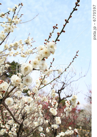 梅の花 梅の花 6770597
