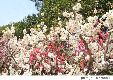 梅の花 梅の花 6770601