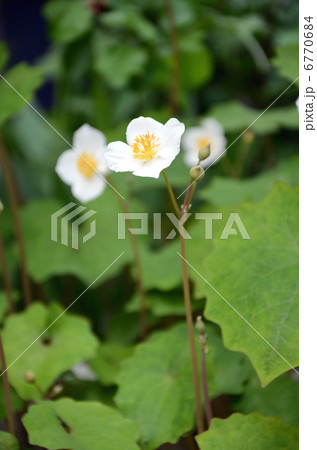 シラユキゲシ 6770684