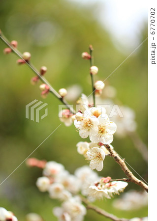早春の白梅 6770702