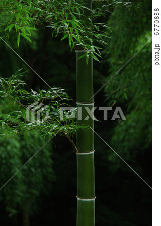 竹林-02 竹林-02 6770838