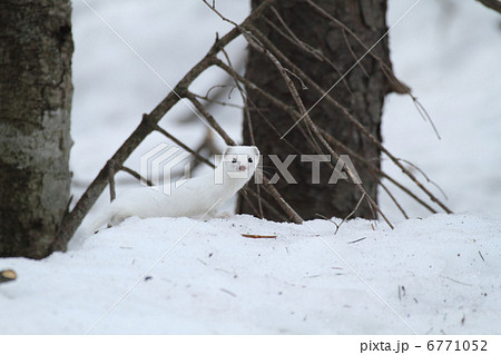 雪上のキタイイズナ 6771052
