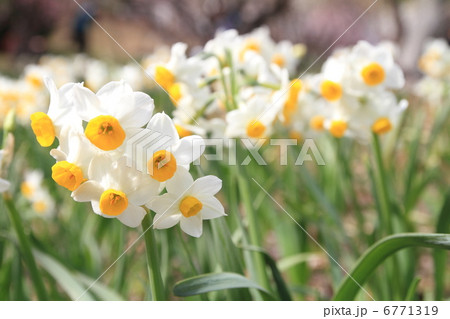 水仙 ースイセンー 水仙 ースイセンー 6771319