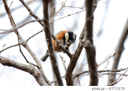 木の実を食べるヤマガラ 6771570