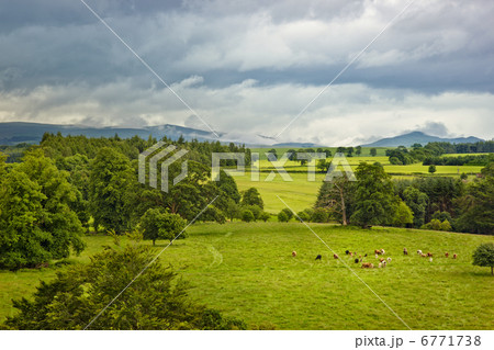 Scottish landscape with cows on meadow 6771738