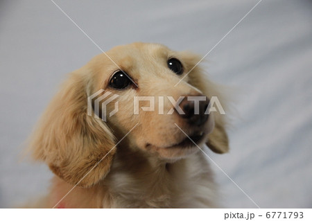 犬 犬 6771793