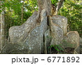 サキシマスオウ９ 6771892