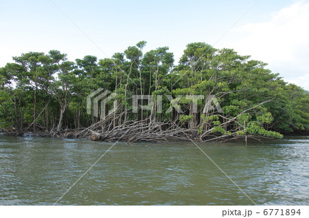 仲間川のマングローブ2 仲間川のマングローブ2 6771894