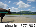 由布島の水牛２ 6771905