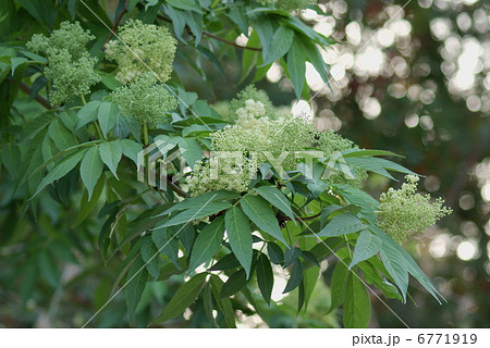 ニワトコ 接骨木 Sambucus sieboldiana ニワトコ 接骨木 Sambucus sieboldiana 6771919