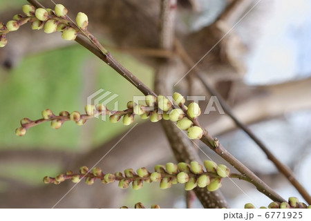キブシ 木五倍子 Stachyurus praecox キブシ 木五倍子 Stachyurus praecox 6771925