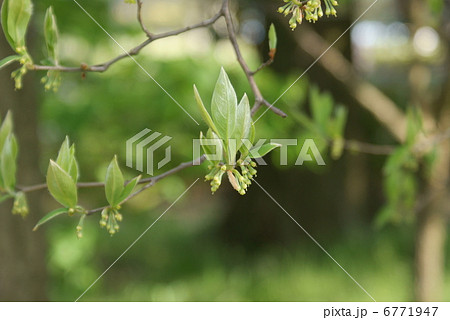 ヤマコウバシ 山香ばし Lindera glauca ヤマコウバシ 山香ばし Lindera glauca 6771947