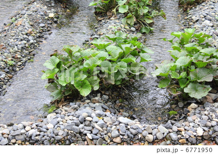 わさび田 わさび田 6771950