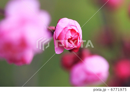 梅の花 梅の花 6771975