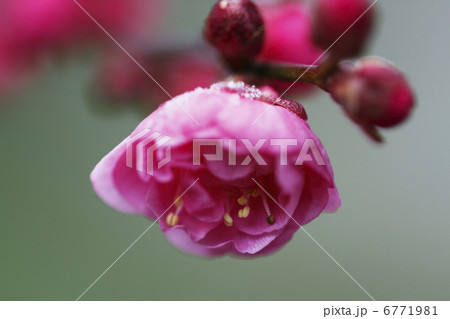梅の花 梅の花 6771981