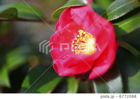 サザンカ 6772088