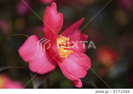 サザンカ サザンカ 6772089