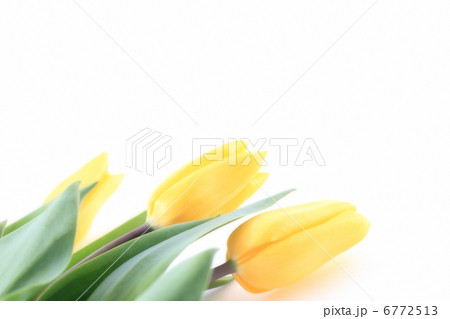黄色のチューリップ 6772513