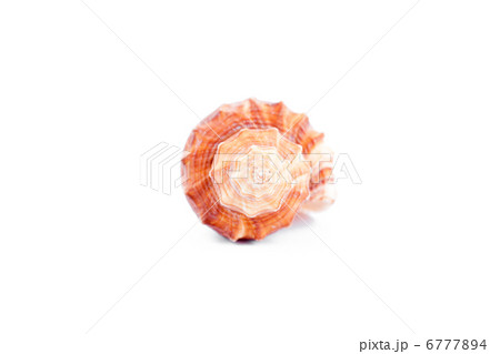 One shellfish 6777894