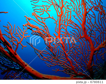 イソバナ ヤギ 水中 沖縄 慶良間諸島 ケラマ諸島 イソバナ ヤギ 水中 沖縄 慶良間諸島 ケラマ諸島 6780611