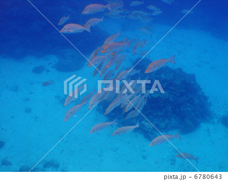 ハマフエフキダイ タマン 沖縄 ケラマ諸島 慶良間諸島 ハマフエフキダイ タマン 沖縄 ケラマ諸島 慶良間諸島 6780643