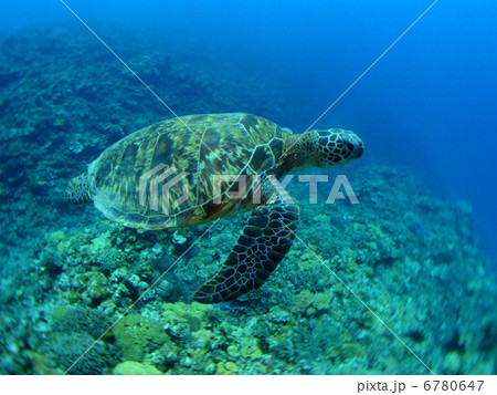 アオウミガメ　亀　水中　ダイビング　スキューバダイケラマ諸島ビング　沖縄　慶良間諸島　 6780647
