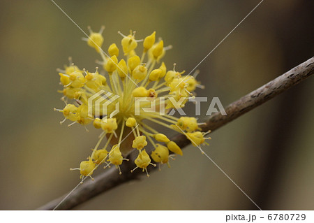 サンシュユ 6780729