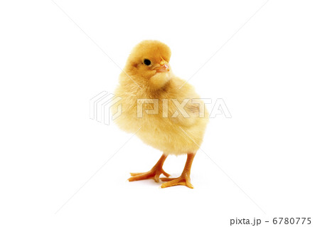 ひよこ ひよこ 6780775
