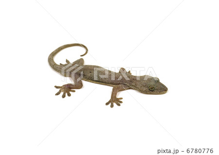 ヤモリ ヤモリ 6780776