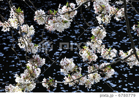 川辺の桜 6780779